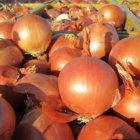 فروش بذر پیاز ریوبراوو با کیفیت در مشهد در گروه خرید و فروش بذر پیاز در یکمیوه