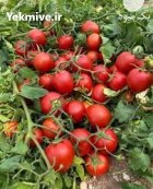 بذر گوجه فرنگی برنتا در بوشهر در گروه خرید و فروش بذر گوجه در یکمیوه