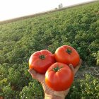 بذر گوجه فرنگی بدرو با بازدهی در جیرفت در گروه خرید و فروش بذر گوجه در یکمیوه