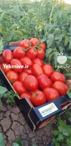 بذ گوجه سیمینس با کیفیت بالا در شیراز در گروه خرید و فروش بذر گوجه در یکمیوه