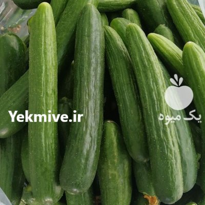 فروش بذر خیار رویال با بازدهی در ایلام در گروه خرید و فروش بذر خیار در یکمیوه -عکس1