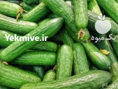 بذر خیار سینا با کیفیت بی در اهواز در گروه خرید و فروش بذر خیار در یکمیوه -عکس1