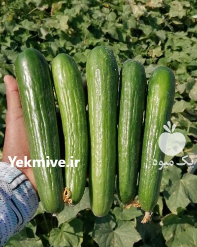 فروش بذر خیار نیکرسون با کیفیت تضمینی در اصفهان در گروه خرید و فروش بذر خیار در یکمیوه -عکس1