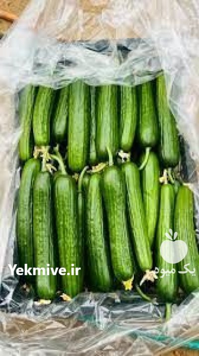 بذر خیار گلخانه ایی کیهان در کرمان در گروه خرید و فروش بذر خیار در یکمیوه -عکس1
