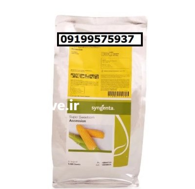 بهترین بذر ذرت اکسن چوئیت در جیرفت در گروه خرید و فروش بذر ذرت در یکمیوه -عکس1