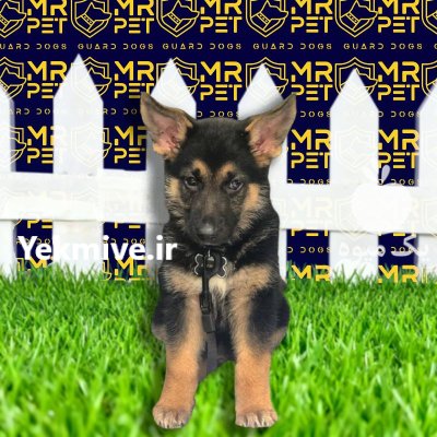 بهترین سگ دنیا ژرمن شپرد اصیل در تهران در گروه سگ و گربه در یکمیوه -عکس1