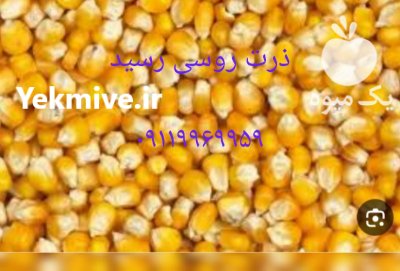 ذرت روس در گنبد کاووس در گروه خرید و فروش ذرت در یکمیوه -عکس1