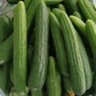 فروش بذر خیار رویال با بازدهی در ایلام در گروه خرید و فروش بذر خیار در یکمیوه