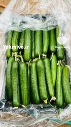بذر خیار گلخانه ایی کیهان در کرمان در گروه خرید و فروش بذر خیار در یکمیوه