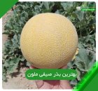 قیمت بذر ملون داکو بهترین بذر در بیرجند در گروه خرید و فروش بذر خربزه در یکمیوه