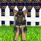 بهترین سگ دنیا ژرمن شپرد اصیل در تهران در گروه سگ و گربه در یکمیوه