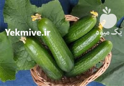 بذر خیار شهاب باردهی عالی در کرج در گروه خرید و فروش بذر خیار در یکمیوه -عکس1