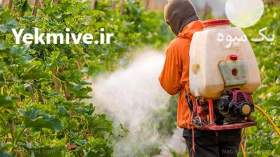 پر فروش ترین سم علف کش در کرمان در گروه خرید و فروش انواع سم در یکمیوه -عکس1