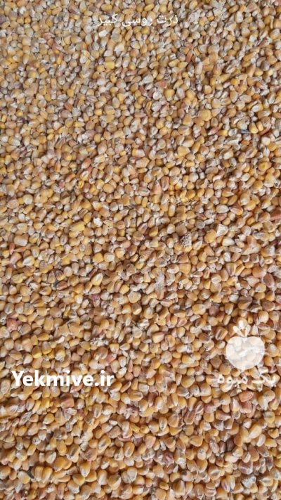 ذرت روسیه کیفیت عالی در گنبد کاووس در گروه خرید و فروش ذرت در یکمیوه -عکس1