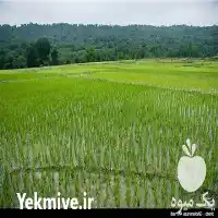 قیمت خرید برنج فجر استان گلستان در گرگان در گروه خرید و فروش برنج در یکمیوه