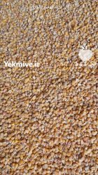 ذرت روسیه کیفیت عالی در گنبد کاووس در گروه خرید و فروش ذرت در یکمیوه