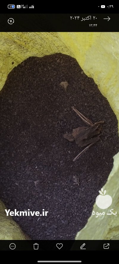 کود خفاش ارگانیک در کلاله در گروه خرید و فروش کود خفاش در یکمیوه -عکس1