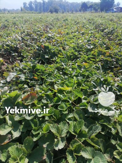 نهال توت فرنگی سابرینا در گرگان در گلستان در گروه خرید و فروش نهال توت در یکمیوه -عکس1