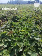 نهال توت فرنگی سابرینا در گرگان در گلستان در گروه خرید و فروش نهال توت در یکمیوه