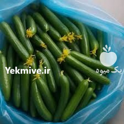 فروش بذر خیار ناگین با کیفیت در بوشهر در گروه خرید و فروش بذر خیار در یکمیوه -عکس1