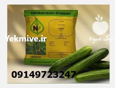 بذر خیار شهاب بهترین انتخاب در اصفهان در گروه خرید و فروش بذر خیار در یکمیوه -عکس2