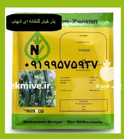 خرید بذر خیار شهاب اصل رشد در شیراز در گروه خرید و فروش بذر خیار در یکمیوه -عکس2