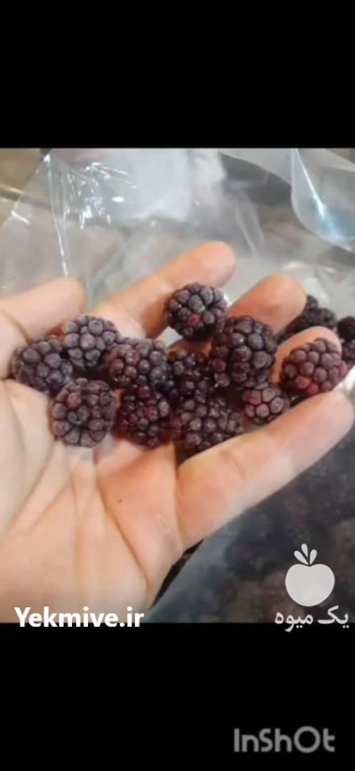 تمشک IQF تمشک منجمد در رشت در گروه خرید و فروش توت در یکمیوه -عکس1