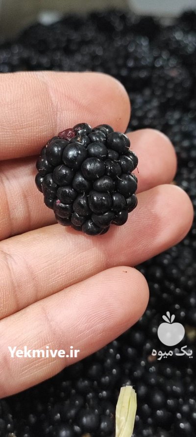 تمشک IQF تمشک منجمد در رشت در گروه خرید و فروش توت در یکمیوه -عکس2