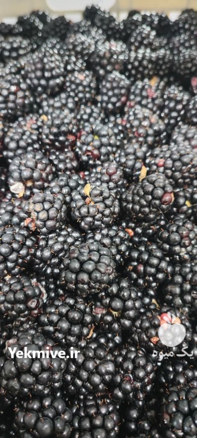 تمشک IQF تمشک منجمد در رشت در گروه خرید و فروش توت در یکمیوه -عکس3
