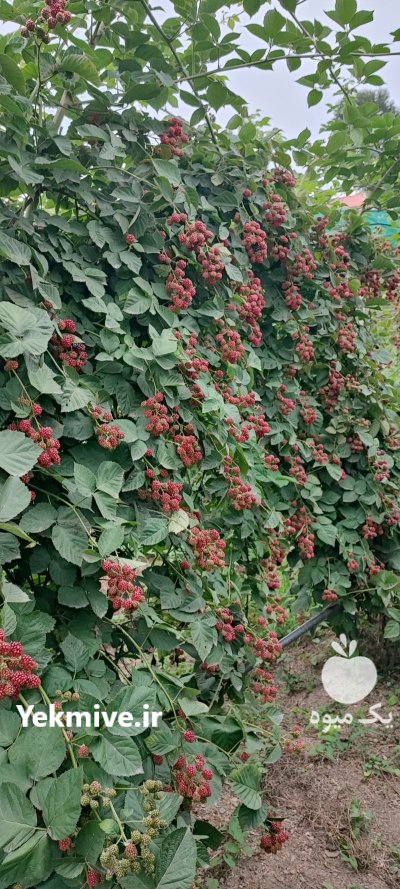 تمشک IQF تمشک منجمد در رشت در گروه خرید و فروش توت در یکمیوه -عکس4