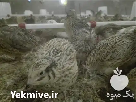 بلدرچین فروش بلدرچین در زنجان در گروه مرغ و خروس و بوقلمون و اردک قو قاز در یکمیوه -عکس1