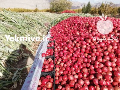 انار ئانه سیاه صادراتی محصولات فراوری در شهرضا در گروه سردخانه در یکمیوه -عکس1