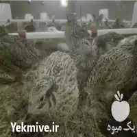 بلدرچین فروش بلدرچین در زنجان در گروه مرغ و خروس و بوقلمون و اردک قو قاز در یکمیوه