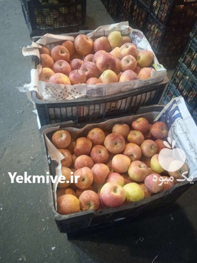 خرید فروش عمده میوه مرکبات درجه دو در تهران در گروه خرید و فروش محصولات باغبانی در یکمیوه -عکس1