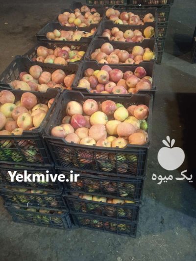 خرید فروش عمده میوه مرکبات درجه دو در تهران در گروه خرید و فروش محصولات باغبانی در یکمیوه -عکس2