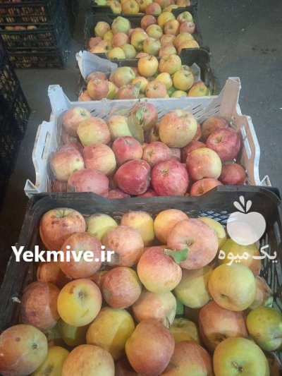 خرید فروش عمده میوه مرکبات درجه دو در تهران در گروه خرید و فروش محصولات باغبانی در یکمیوه -عکس3