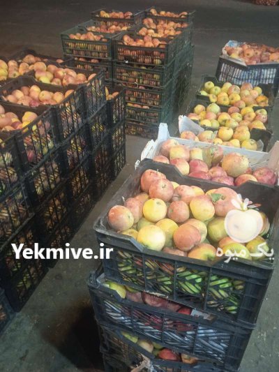 خرید فروش عمده میوه مرکبات درجه دو در تهران در گروه خرید و فروش محصولات باغبانی در یکمیوه -عکس4