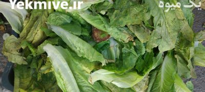 اشغال کاهو برای دام داری ها در تهران در گروه خرید و فروش کاهو در یکمیوه -عکس1