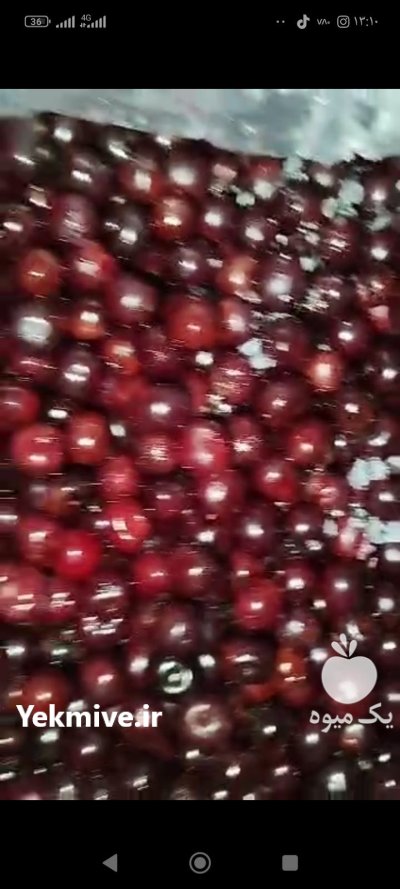 فروش آلبالو منجمد در مشهد در گروه خرید و فروش آلبالو در یکمیوه -عکس1