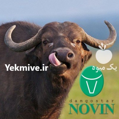 قیمت خرید شیردوش گاومیش در باغستان در تهران در گروه تجهیزات دامداری در یکمیوه -عکس2