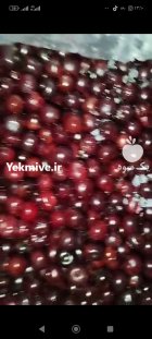 فروش آلبالو منجمد در مشهد در گروه خرید و فروش آلبالو در یکمیوه