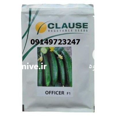 فروش بذر خیار هیبرید افیسر در همدان در گروه خرید و فروش بذر خیار در یکمیوه -عکس1