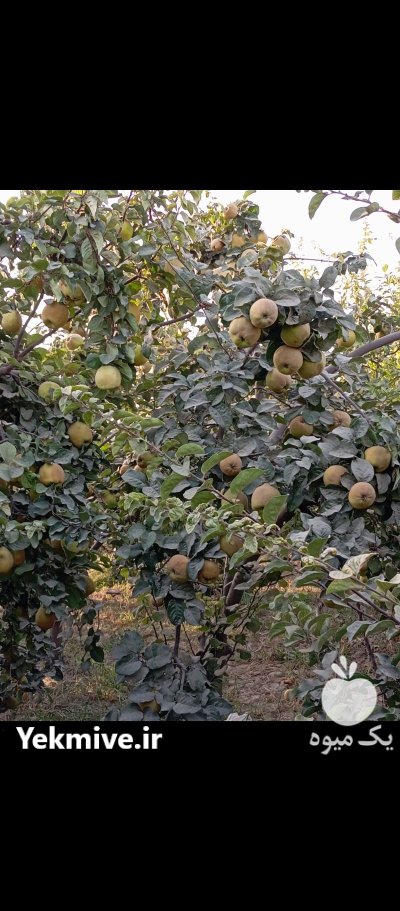 فروش میوه به در قهدریجان در گروه خرید و فروش میوه به در یکمیوه -عکس2