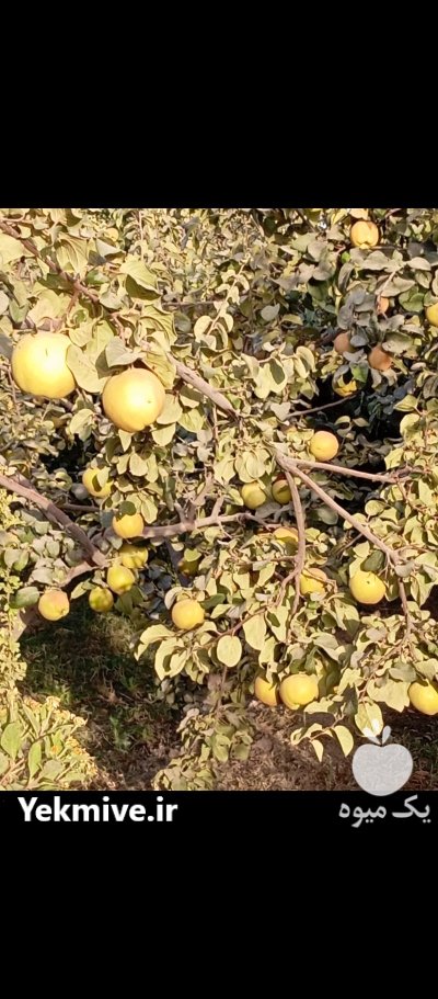 فروش میوه به در قهدریجان در گروه خرید و فروش میوه به در یکمیوه -عکس3