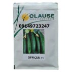 فروش بذر خیار هیبرید افیسر در همدان در گروه خرید و فروش بذر خیار در یکمیوه