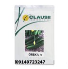 فروش بذر خیار هیبرید اورکا در گنبد کاووس در گروه خرید و فروش بذر خیار در یکمیوه