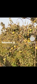 فروش میوه به در قهدریجان در گروه خرید و فروش میوه به در یکمیوه