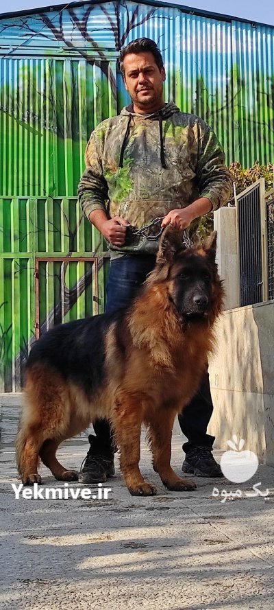 سگ ژرمن شپرد سگ همه فن در کرج در گروه سگ و گربه در یکمیوه -عکس1