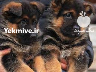 سگ ژرمن شپرد سگ همه فن در کرج در گروه سگ و گربه در یکمیوه -عکس2