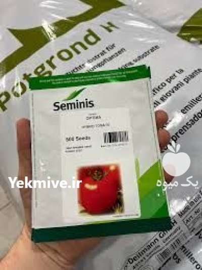 فروش بذر گوجه فرنگی بریویو در کهنوج در گروه خرید و فروش بذر گوجه در یکمیوه -عکس1